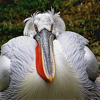 Roztomile kadeřavý pelikán kadeřavý.