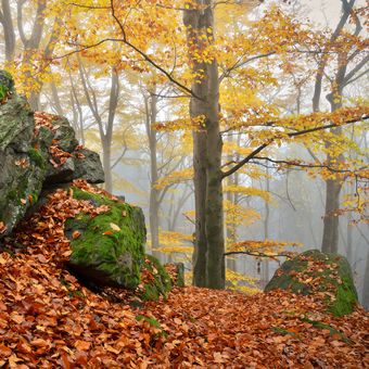 Podzimní kouzlo lesa