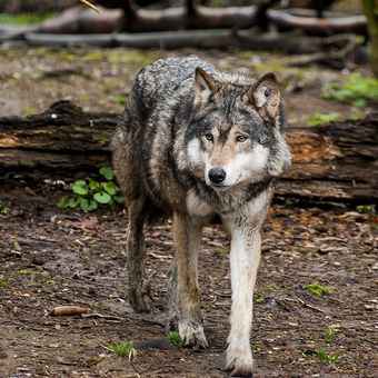 Vlk eurasijský (Canis lupus lupus)