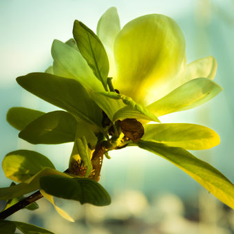 Květ Magnolie