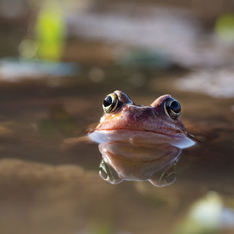 Kolik očí má žába?