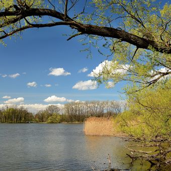 Jaro na rybníku Nová Louka