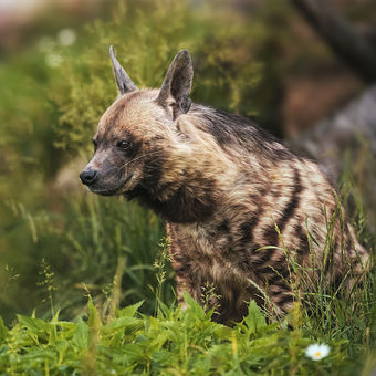 Hyena žíhanná