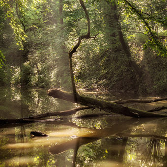 Lužní les XXXVII - Přírodní rezervace Rezavka