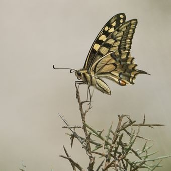 Otakárek feniklový (Papilio machaon)