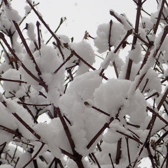 Sněhová kalamita na stromě