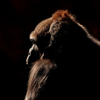 Bikira - Gorila nížinná