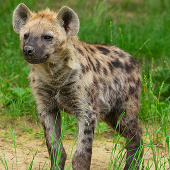 Hyena skvrnitá/Spotted hyena
