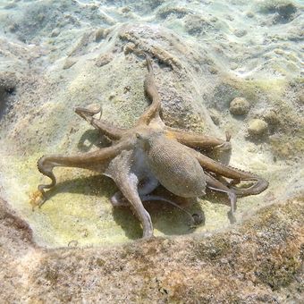 Chobotnice pobřežní (ostrov Thassos - Řecko)