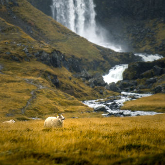 Ovce a vodopád