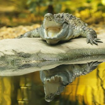 Krokodýl filipínský
