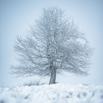 Bílý strom