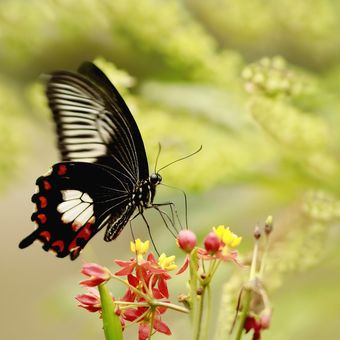 Papilio  rumanzoivia