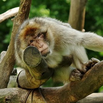 smutný opičák