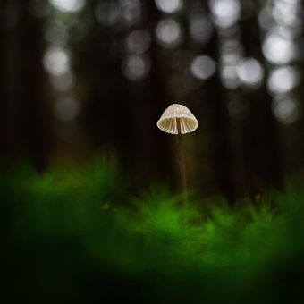 Miniatura v lese