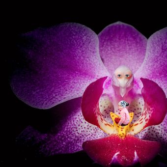Co skrývá orchidej