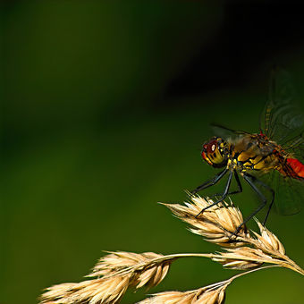 Vážka rudá - Sympetrum sanguineum