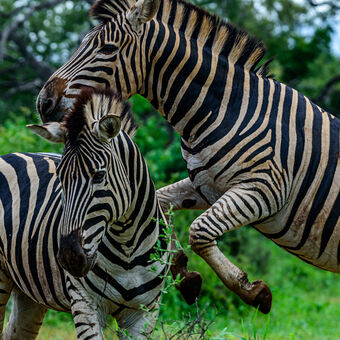 Zebra Chapmanova (Equus quagga chapmani) - NP Kruger, Jihoafrická republika