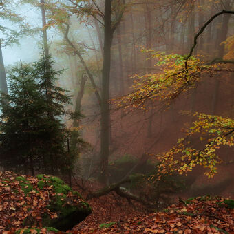 Mlhavý kokořínský podzim