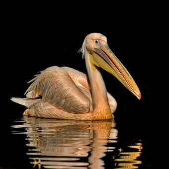 pelikán bílý