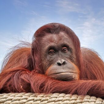 orangutan sumaterský