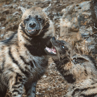 Hyena žíhaná (Hyaena hyaena)