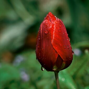 Temně rudý tulipán...