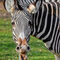 zebra grévyho
