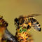 Včela na  rakytníku