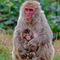 makak červenolící