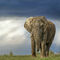 slon africký - Jack