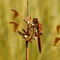 Sympetrum pedemontanum - vážka podhorní ♂