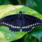 Papilio polytes