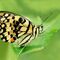 Otakárek citrusový  ( Papilio demoleus )