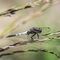 Vážka bělořitná