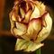 Valentinská růže