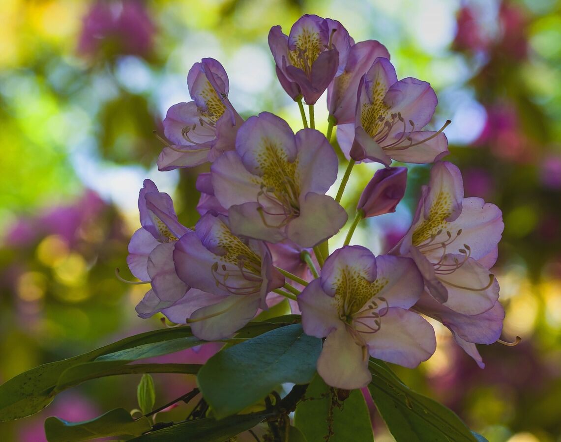 Opava v květech  - rhododendron