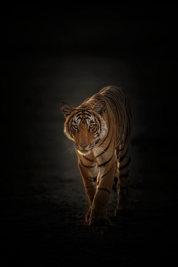 Tygr z temnoty