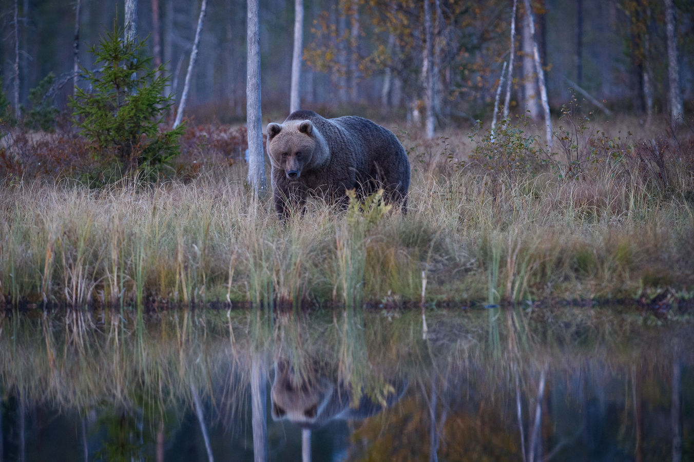 Medvěd hnědý - zrcadlení