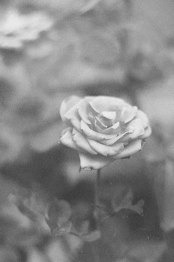 Osamělá růže..