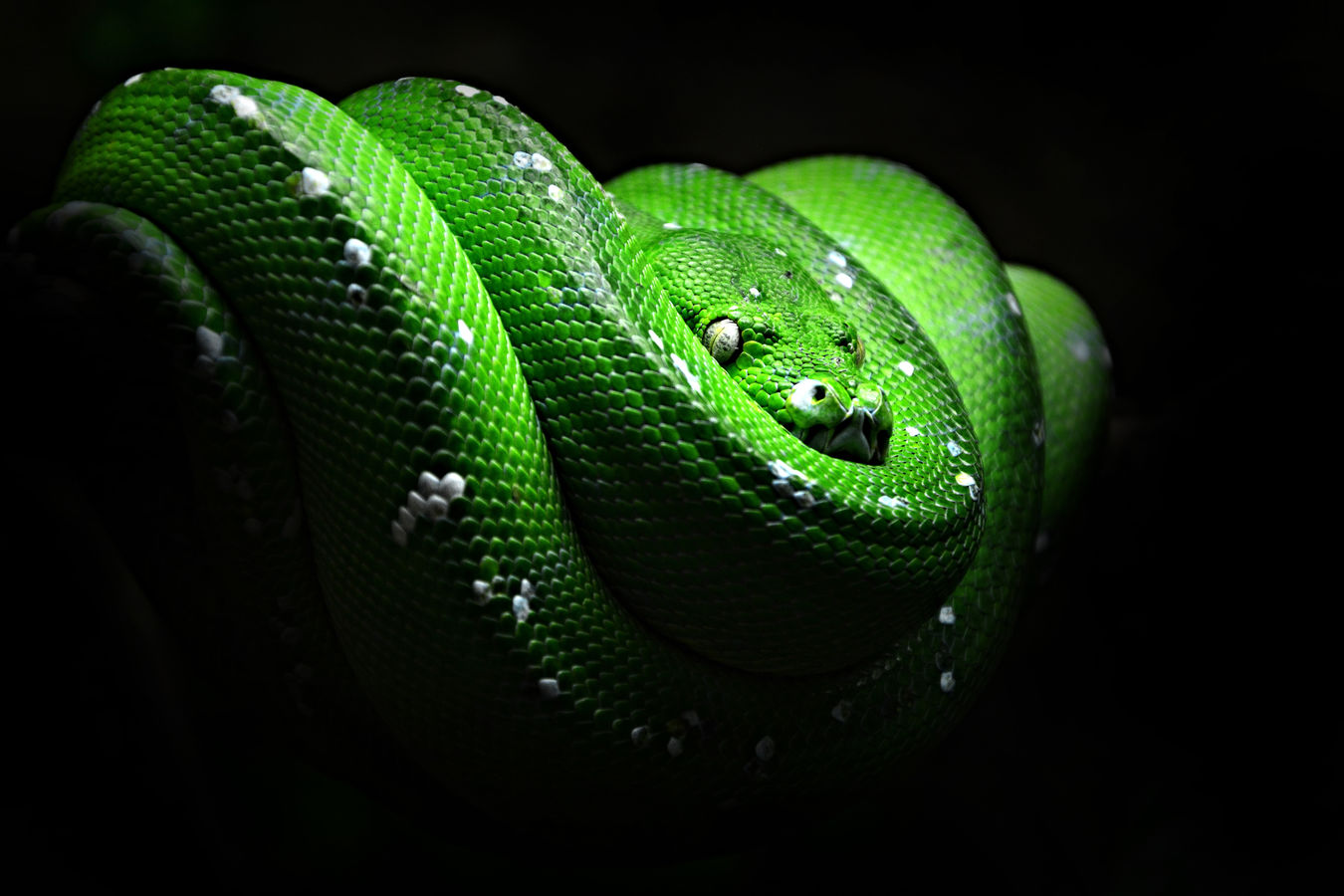 Green Python