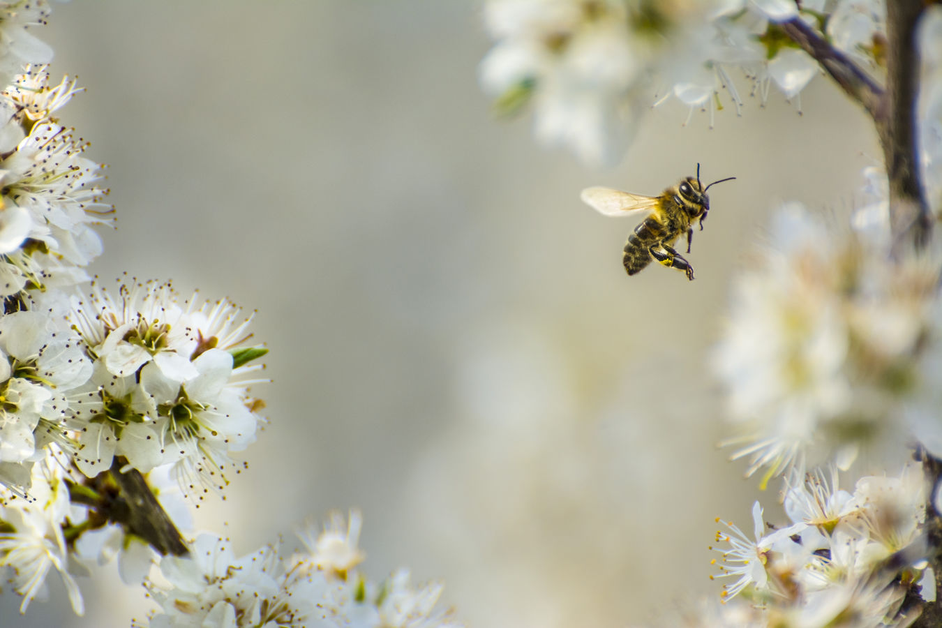Včela medonosná -  Apis mellifera