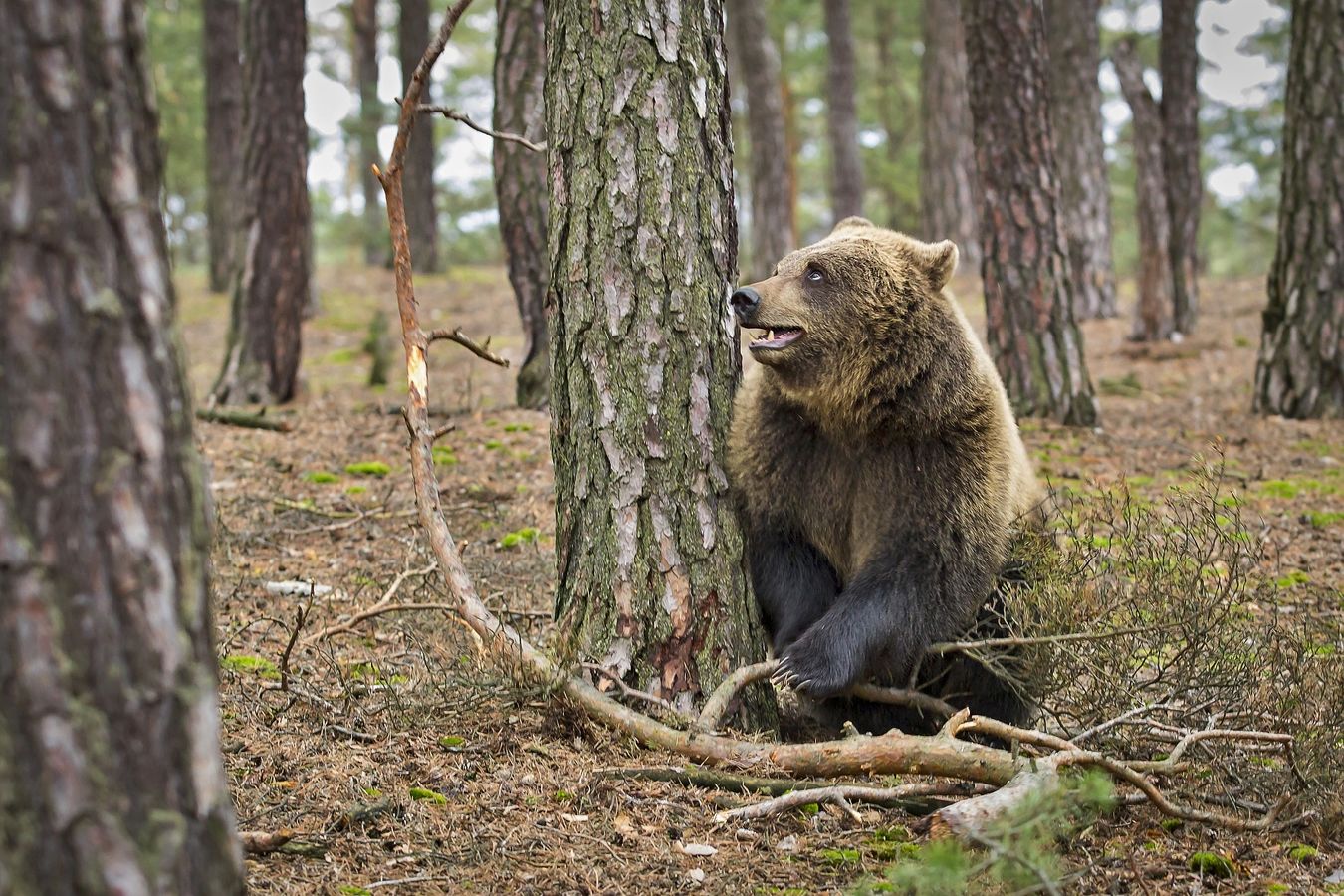 Medvěd hnědý - kavkazský