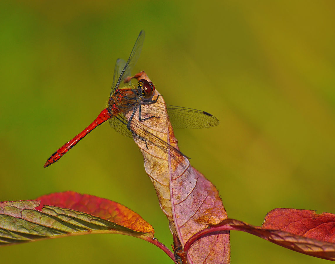 vážka rudá - sameček