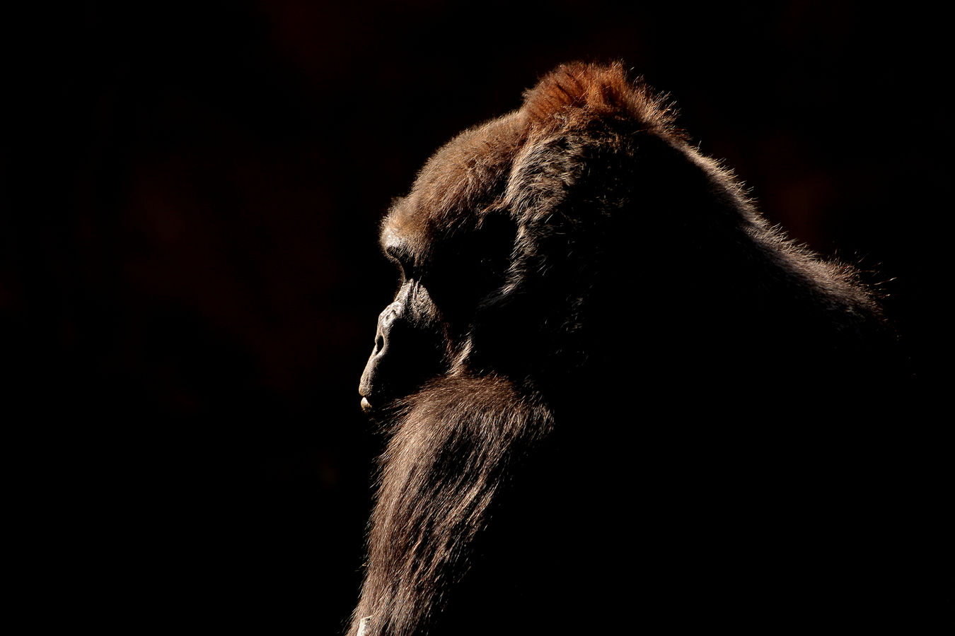 Bikira - Gorila nížinná