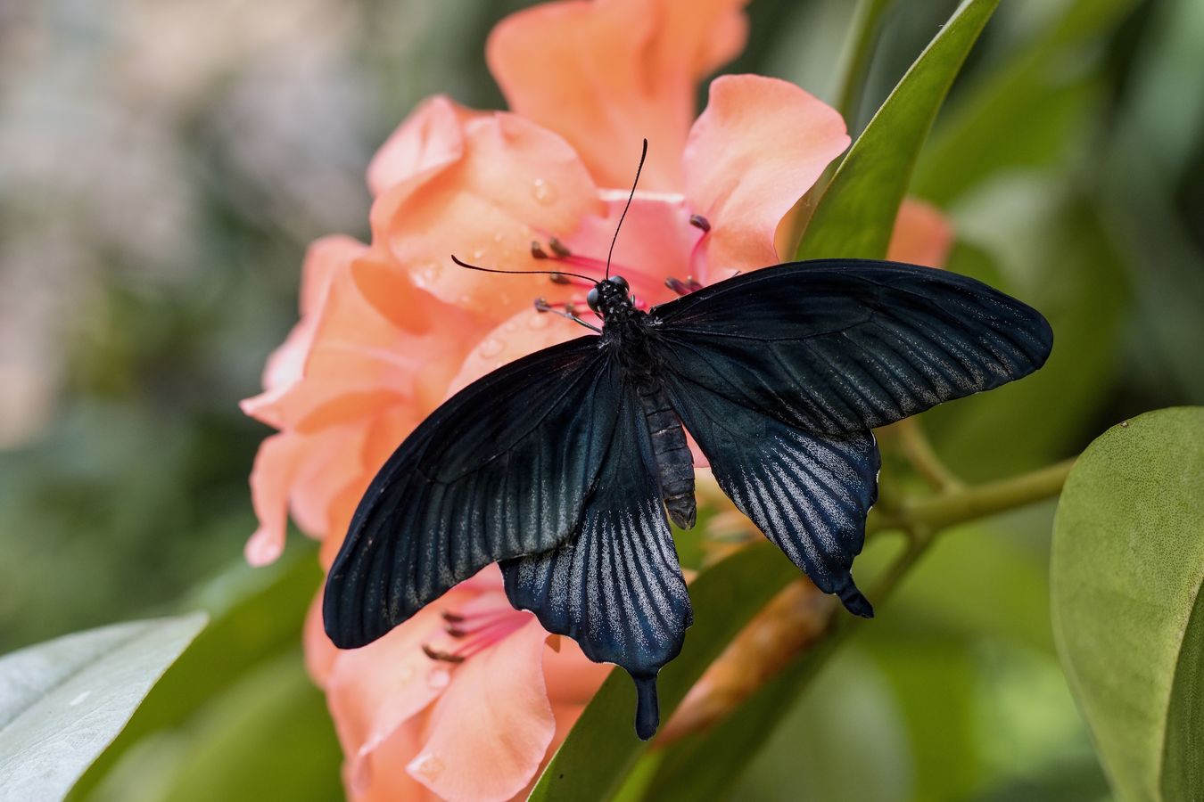 Papilio na květu