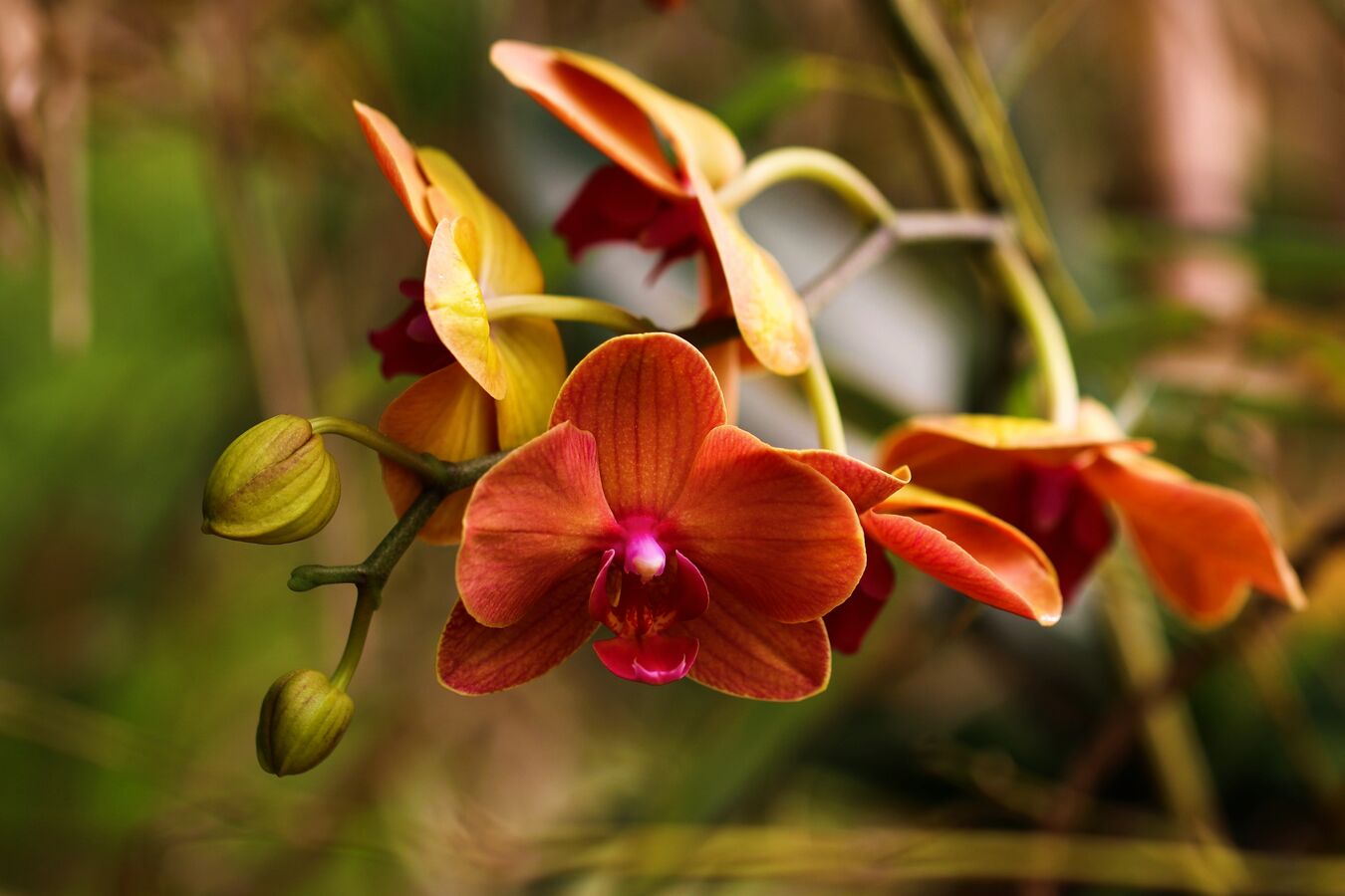 Orchidej II.