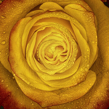 Le nom de la rose | Vladimír Brabec, Makro / Detail | Megapixel