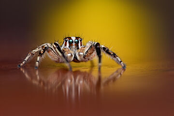 Makro fotka pavouka | Stanislav Judas, Makro / Detail | Megapixel