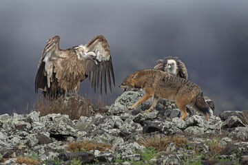 Wildlife foto | Martin Prochazka, Zvířata | Megapixel